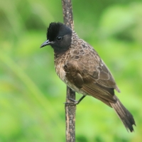 Bilbil czerwonoplamy - Pycnonotus cafer - Red-vented Bulbul
