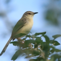 Prinia płowa - Prinia inornata - Plain Prinia