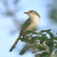 Prinia płowa - Prinia inornata - Plain Prinia