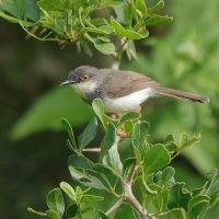 Prinia śniada - Prinia hodgsonii - Grey-breasted Prinia