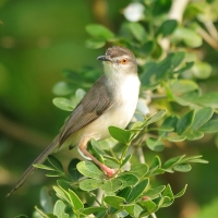 Prinia płowa - Prinia inornata - Plain Prinia