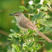 Prinia płowa - Prinia inornata - Plain Prinia