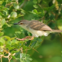 Prinia płowa - Prinia inornata - Plain Prinia