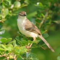 Prinia płowa - Prinia inornata - Plain Prinia