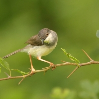 Prinia śniada - Prinia hodgsonii - Grey-breasted Prinia