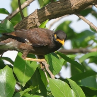 Majna brunatna - Acridotheres tristis - Common Myna