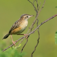 Chwastówka zwyczajna - Cisticola juncidis - Zitting Cisticola