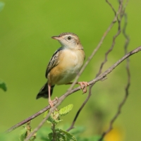 Chwastówka zwyczajna - Cisticola juncidis - Zitting Cisticola