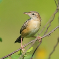 Chwastówka zwyczajna - Cisticola juncidis - Zitting Cisticola