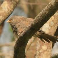 Dżunglotymal żółtodzioby - Argya affinis - Yellow-billed Babbler