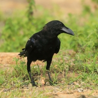 Wrona wielkodzioba - Corvus macrorhynchos - Large-billed Crow