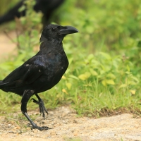 Wrona wielkodzioba - Corvus macrorhynchos - Large-billed Crow