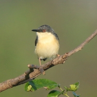 Prinia indyjska - Prinia socialis - Ashy Prinia