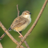 Prinia płowa - Prinia inornata - Plain Prinia