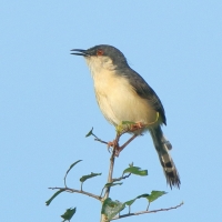 Prinia indyjska - Prinia socialis - Ashy Prinia