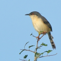Prinia indyjska - Prinia socialis - Ashy Prinia