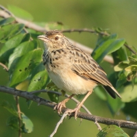 Skowroniec indyjski - Mirafra affinis - Jerdon's Lark