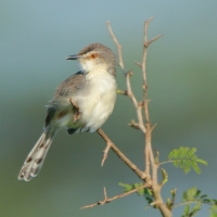 Prinia płowa - Prinia inornata - Plain Prinia
