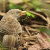 Dżunglotymal żółtodzioby - Argya affinis - Yellow-billed Babbler