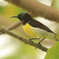 Nektarnik żółtobrzuchy - Leptocoma zeylonica - Purple-rumped Sunbird