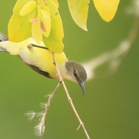 Nektarnik żółtobrzuchy - Leptocoma zeylonica - Purple-rumped Sunbird
