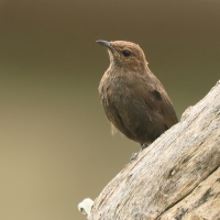 Opocznik - Saxicoloides fulicatus - Indian Robin