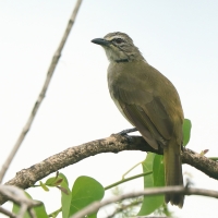 Bilbil białobrewy - Pycnonotus luteolus - White-browed Bulbul