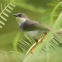 Prinia śniada - Prinia hodgsonii - Grey-breasted Prinia