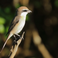 Dzierzba brązowa - Lanius cristatus - Brown Shrike
