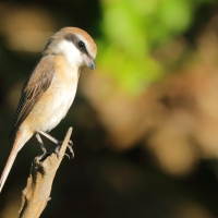 Dzierzba brązowa - Lanius cristatus - Brown Shrike