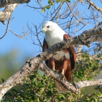 Kania braminska - Haliastur indus - Brahminy Kite