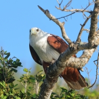 Kania bramińska- Brahminy Kite