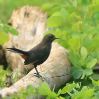 Opocznik - Saxicoloides fulicatus - Indian Robin