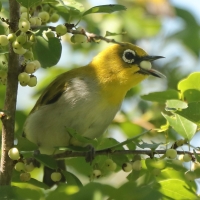 Szlarnik indyjski - Zosterops palpebrosus - Indian White-eye