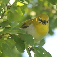 Szlarnik indyjski - Zosterops palpebrosus - Indian White-eye