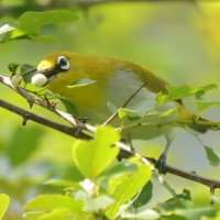 Szlarnik indyjski - Zosterops palpebrosus - Indian White-eye
