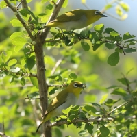 Szlarnik indyjski - Zosterops palpebrosus - Indian White-eye