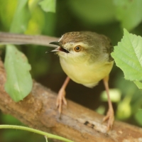 Prinia płowa - Prinia inornata - Plain Prinia