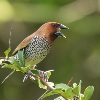 Mniszka muszkatowa - Lonchura punctulata - Scaly-breasted Munia