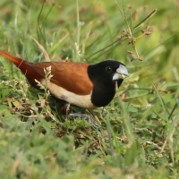 Mniszka kapturowa - Lonchura malacca - Tricoloured Munia