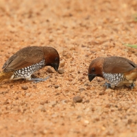 Mniszka muszkatowa - Lonchura punctulata - Scaly-breasted Munia