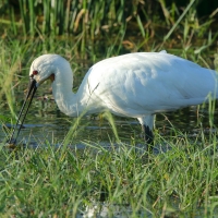 Warzęcha - Platalea leucorodia - Eurasian Spoonbill
