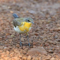 Pliszka żółta - Motacilla flava - Yellow Wagtail
