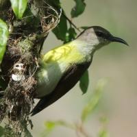 Nektarnik żółtobrzuchy - Leptocoma zeylonica - Purple-rumped Sunbird