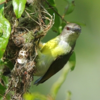 Nektarnik żółtobrzuchy - Leptocoma zeylonica - Purple-rumped Sunbird