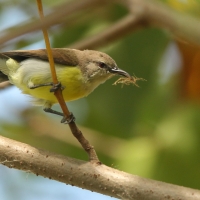 Nektarnik żółtobrzuchy - Leptocoma zeylonica - Purple-rumped Sunbird