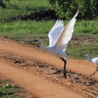 Warzęcha - Platalea leucorodia - Eurasian Spoonbill