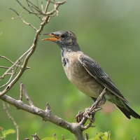 Pasterz - Sturnus roseus - Rosy Starling