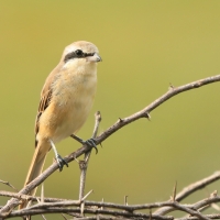 Dzierzba brązowa - Lanius cristatus - Brown Shrike