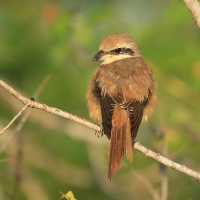 Dzierzba brązowa - Lanius cristatus - Brown Shrike